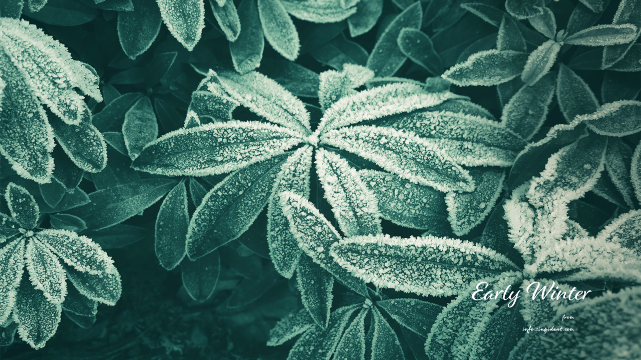02 풀잎에 내린 서리 C - Early Winter 겨울배경화면