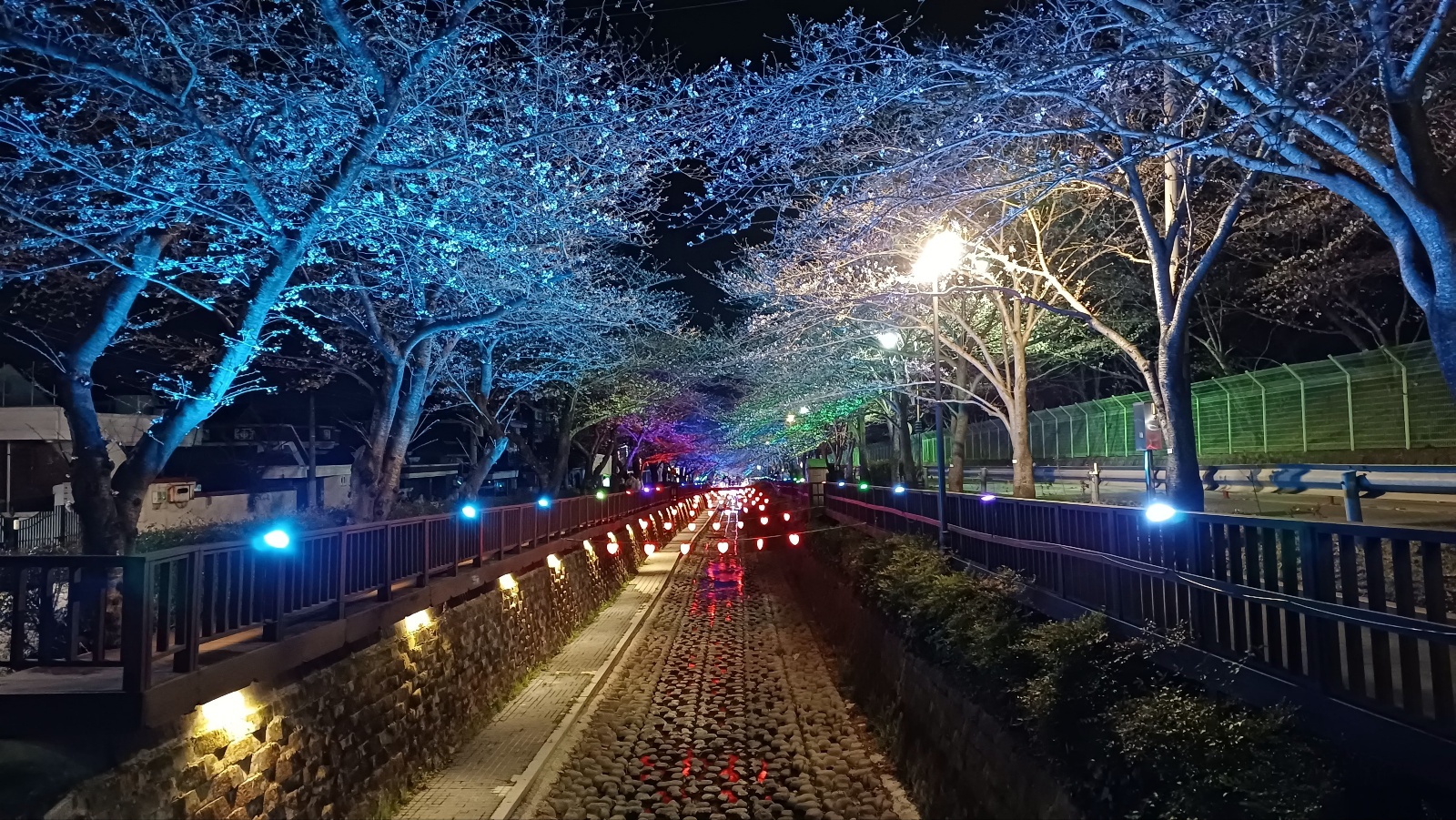 여좌천 벚꽃7