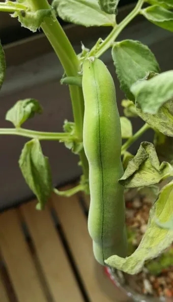 잠두콩 재배 저온 발아 지주 설치 꼬투리 관리_9