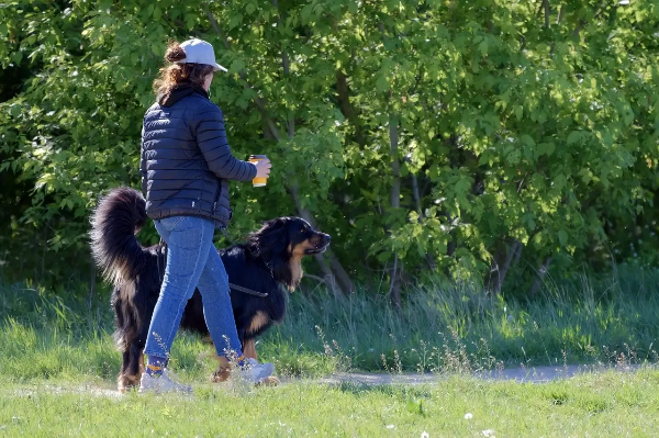 한국 소도시 디지털 노마드, 반려동물과 함께 정착하기