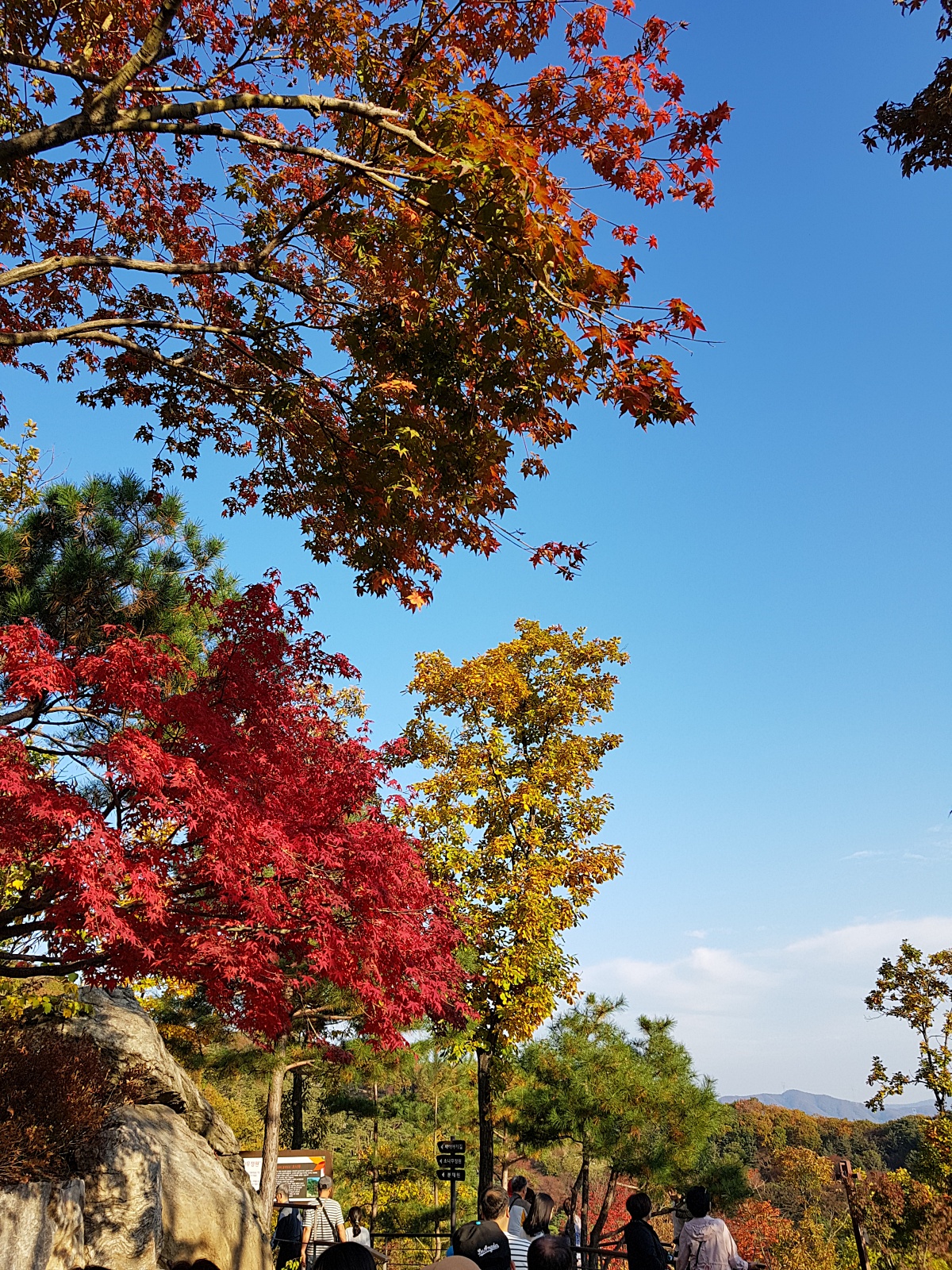 2024 경기도 광주 곤지암 화담숲 예약: 단풍 시기, 모노레일 장단점, 이용 팁