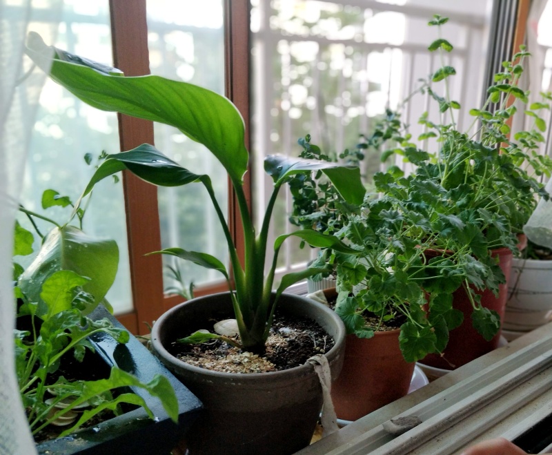 작은 포트에 빼꼼 조금 큰 잎이 솓아올랐던 극락조 소짜화분