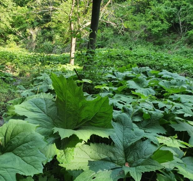 생방송투데이 이 주의 장바구니 화천 산나물 숲 산방환담 명이나물 주문 방법 및 효능 명이나물장아찌레시피