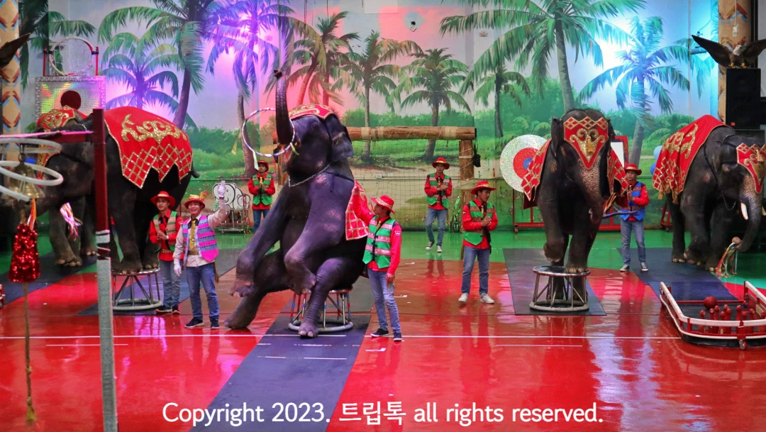 의자에 앉아 코로 훌라후프 돌리는 코끼리