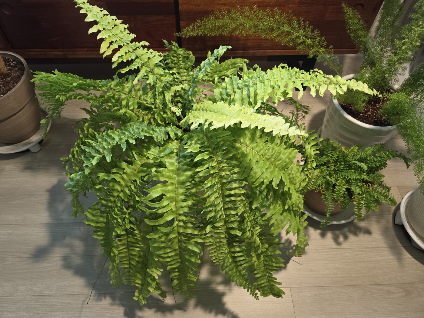 장마를 제일 즐기고 있는 무늬보스턴 고사리