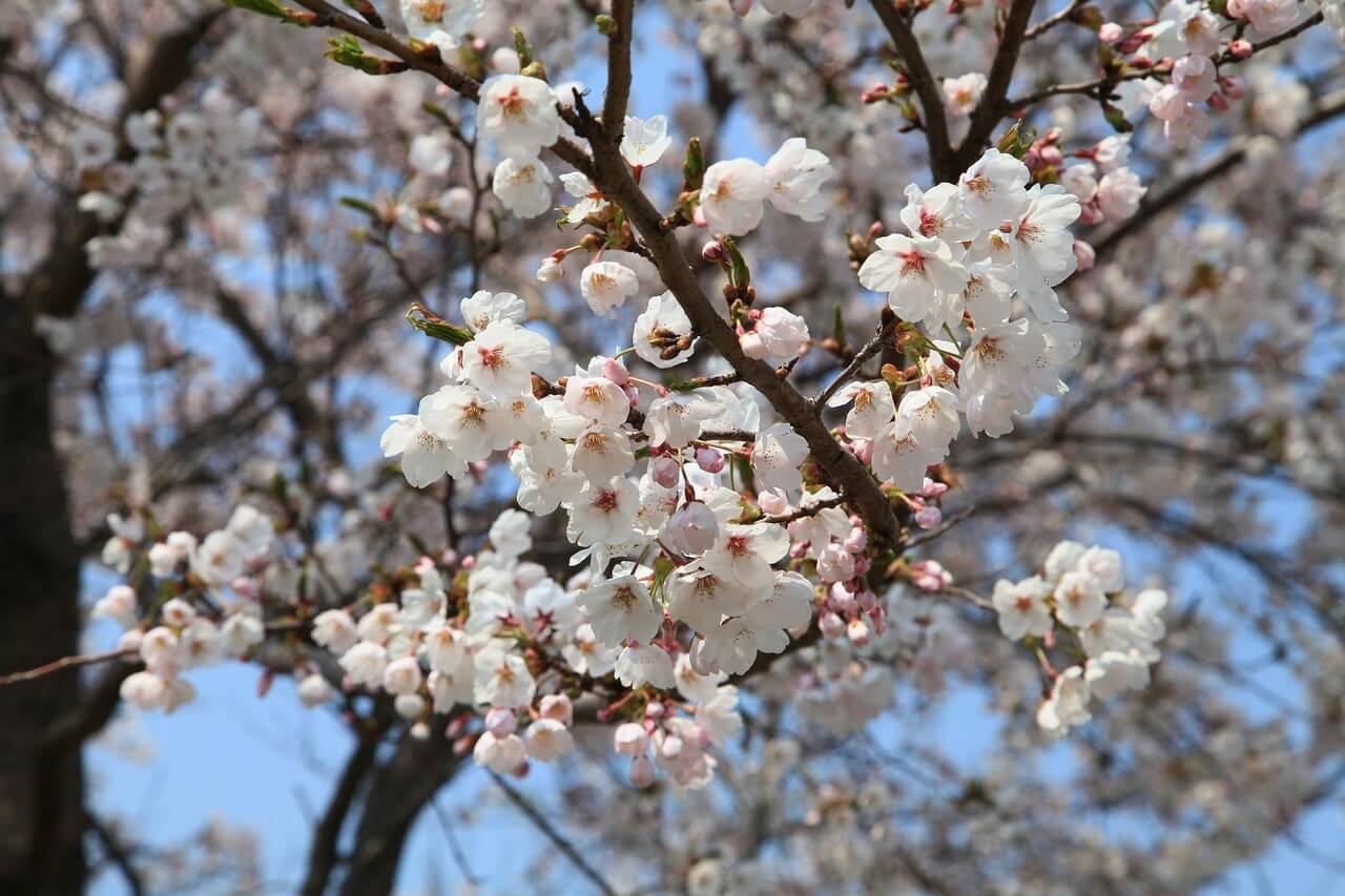 금산 보곡산골 산벚꽃 축제