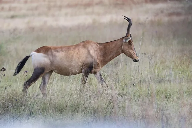 중부지방 들깨 파종시기 및 재배법 농사 팁 정리_7