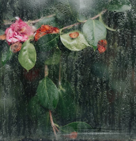 2024년 장마와 2025년 장마 비교