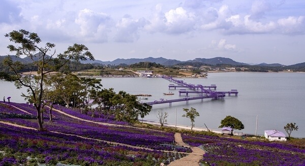 보랏빛 가을의 향연! 2025 신안 아스타꽃 축제 & 퍼플섬 여행 가이드