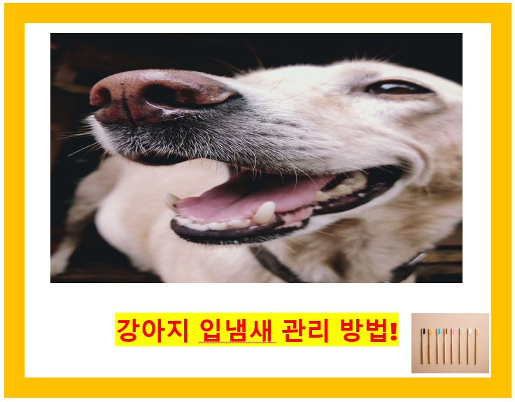 강아지 입냄새