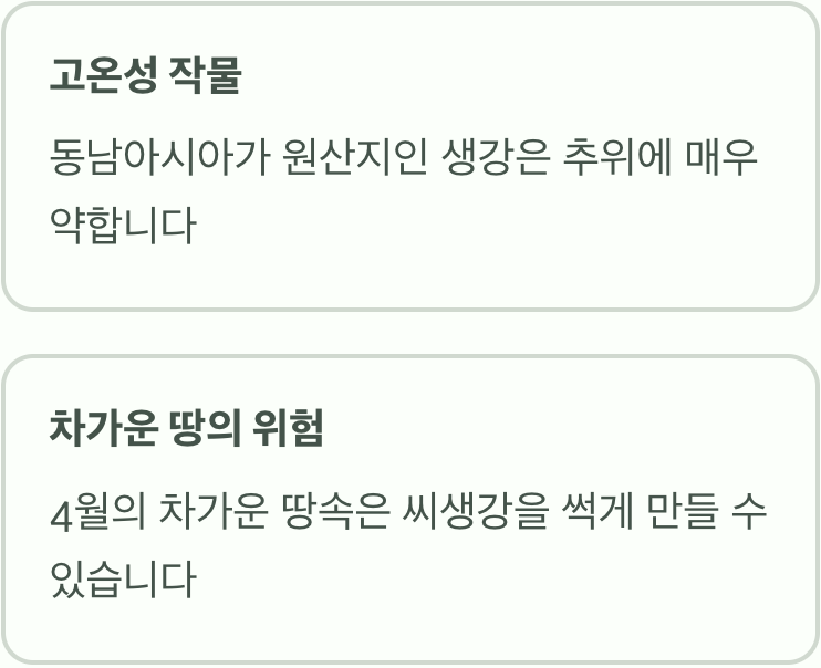 생강은 '따뜻한 땅'을 좋아해요