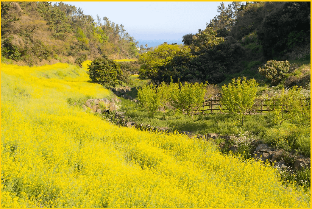 24년-유채꽃명소-가는길-안내