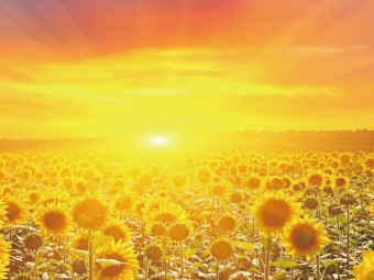 쿠팡 와우 멤버십