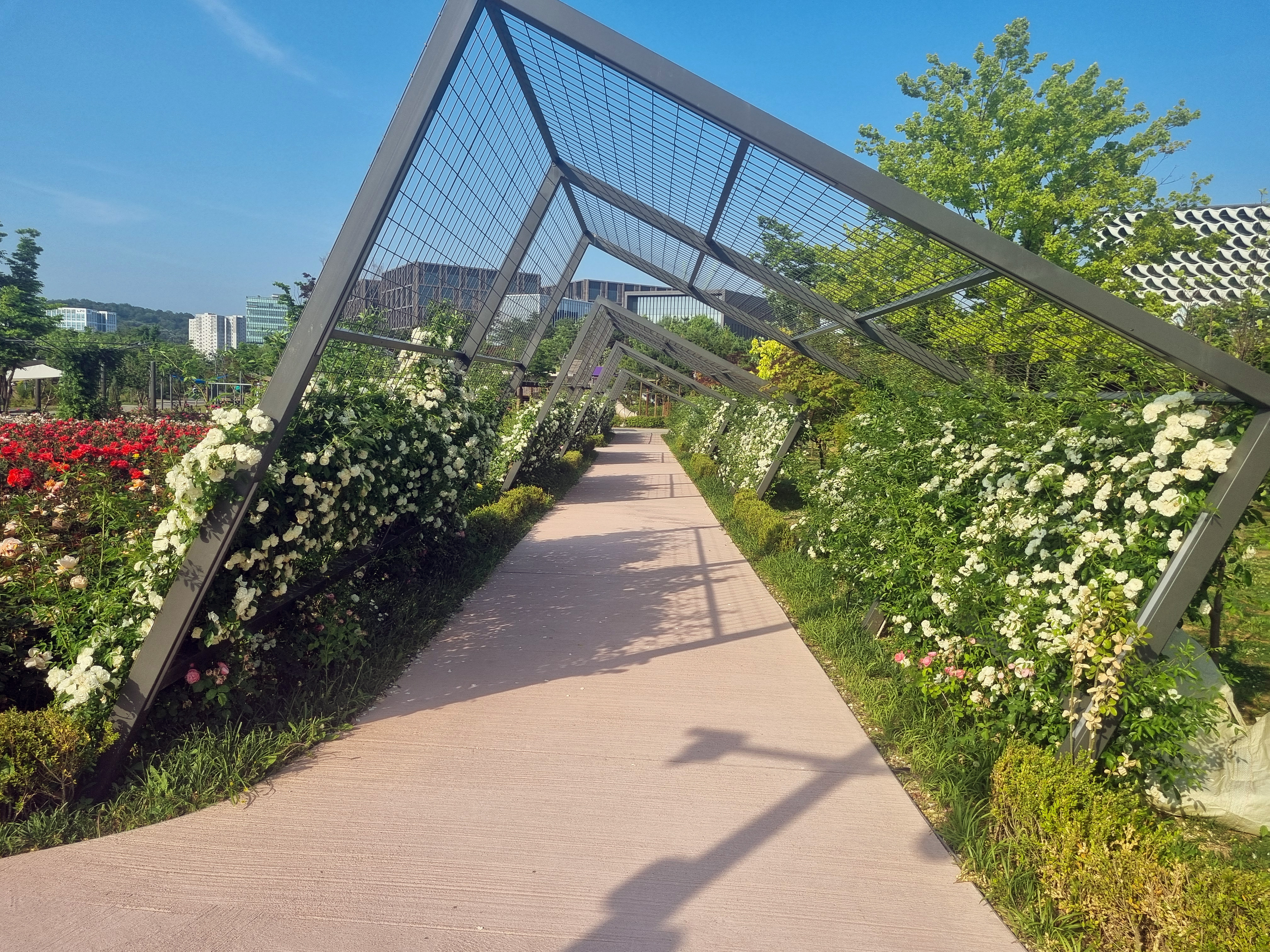 햇살정원 조형물과 흰 장미 사진