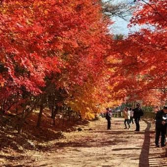 단풍구경 전국 명산 50대 이상 안전한 등산로 추천_6