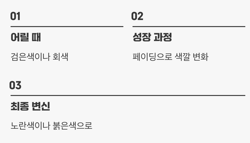 황금 갑옷을 입다, 골든베이스