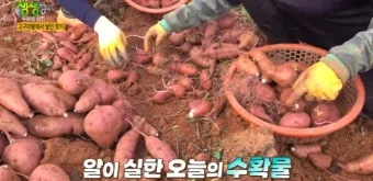 생생정보 수확 달인 미사리 커피농장 소개_9