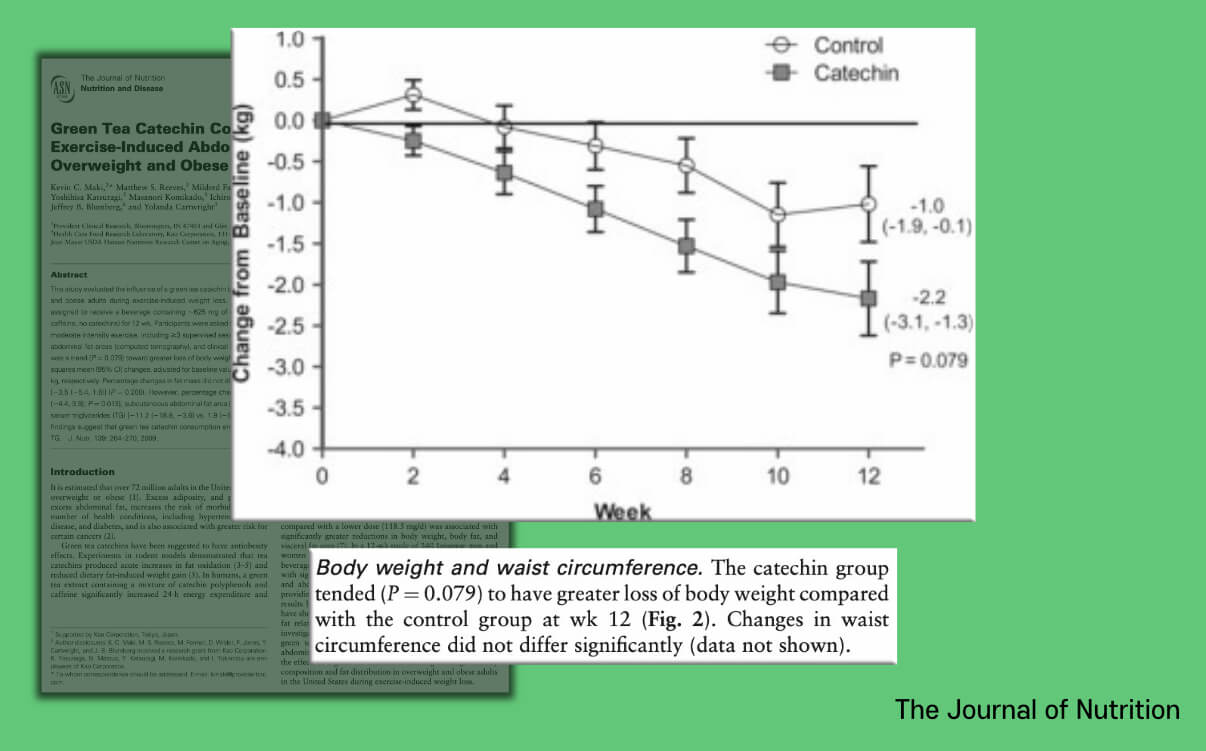 녹차 카테킨을 섭취와 운동을 병행한 비만인은 더 큰 체중 감량 효과를 보여줍니다.