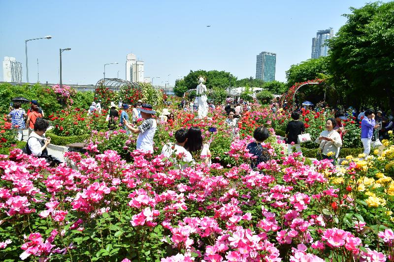 중랑 서울장미축제