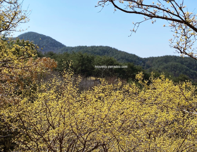 구례 산수유축제