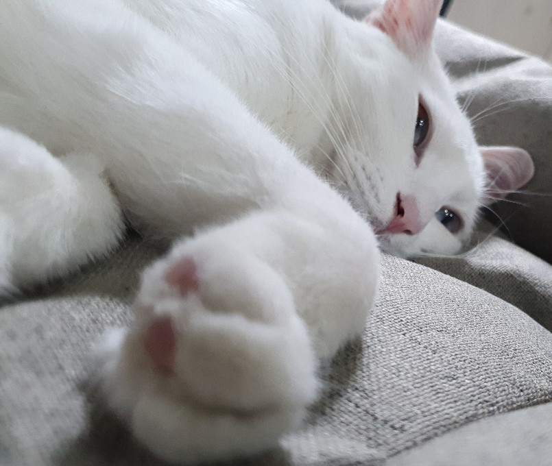 누워있는-고양이