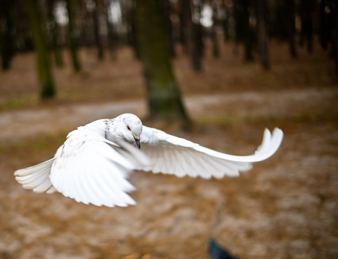 Peacemaker