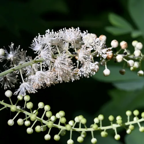 블랙코호시의 하얀꽃와 열매