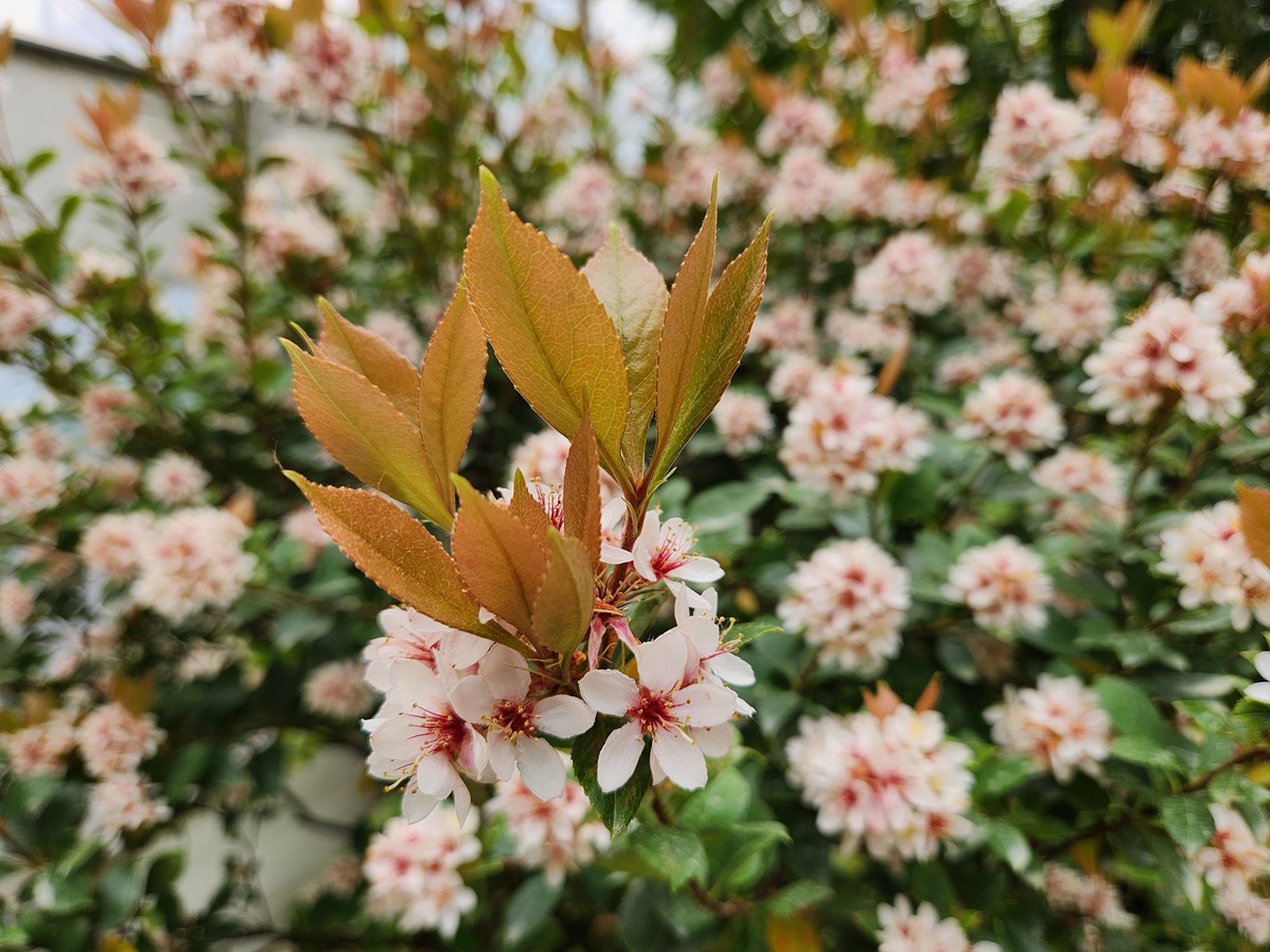 인디카다정큼나무