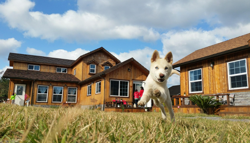 전라남도 진도의 진돗개