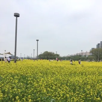 서래섬 유채꽃 축제 2025 서울 봄꽃 명소_3