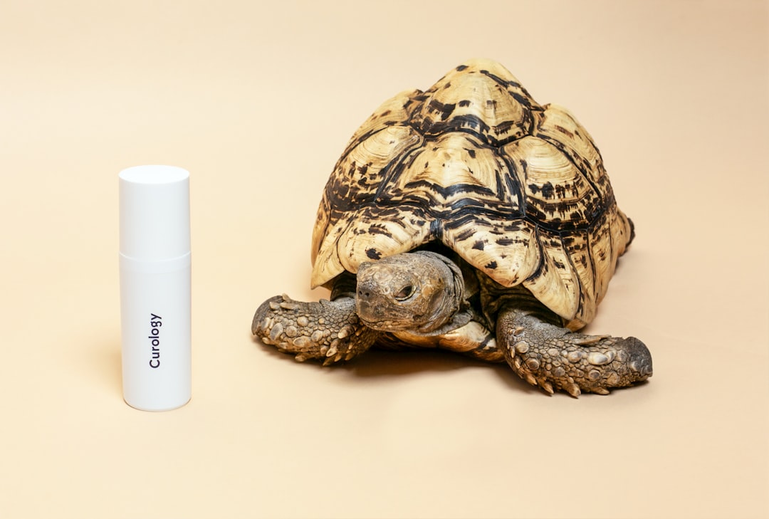 turtle