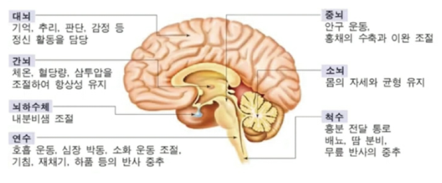 뇌의 구조
