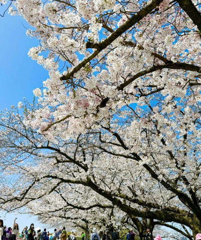 후쿠오카 근교 여행 오호리공원