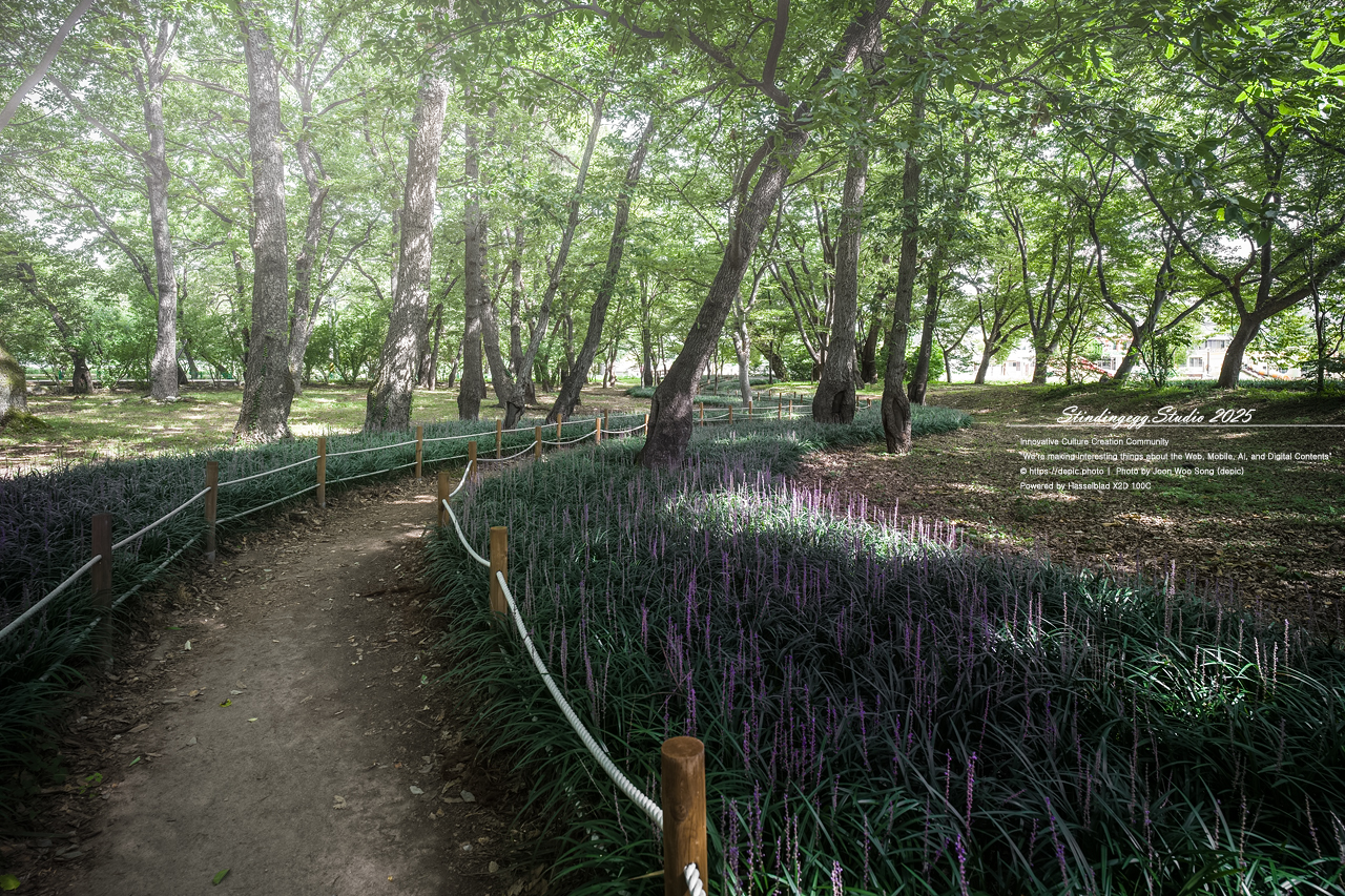 #영천 #숲 #맥문동 #오리장림