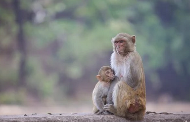 길위에-앉아있는-원숭이