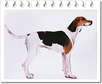 후각하운드.잉글리시 폭스하운드(English Foxhound)