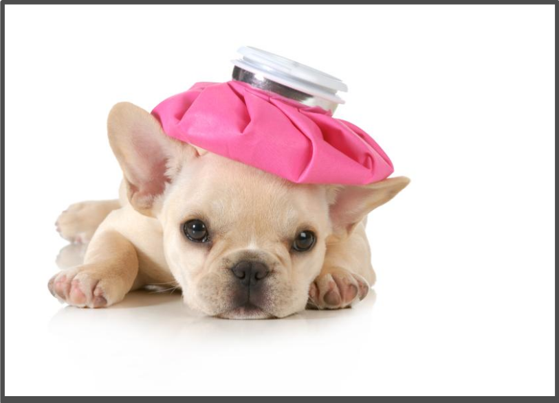 얼음주머니를 머리에 엊고 누워있는 강아지