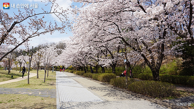 2024 서울 벚꽃명소 개화시기