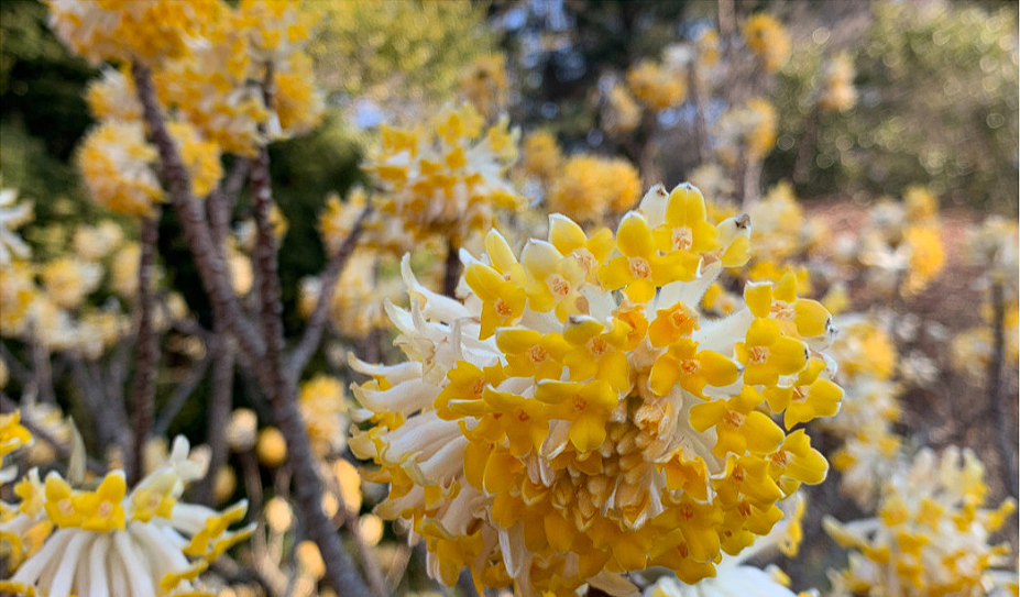천리포 수목원 목련축제
