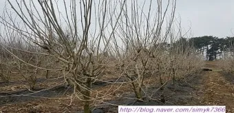 오디 재배 뽕나무 전정 수확 시기 저장 요령_9
