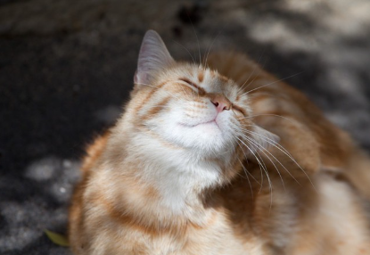 고양이 턱.