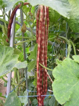 콩 재배 파종 깊이 잡초 억제 멀칭 가뭄 대비_14