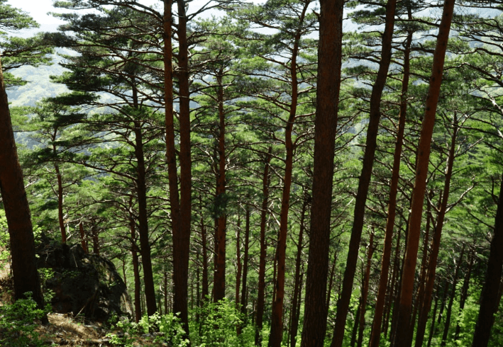 대관령-자연휴양림