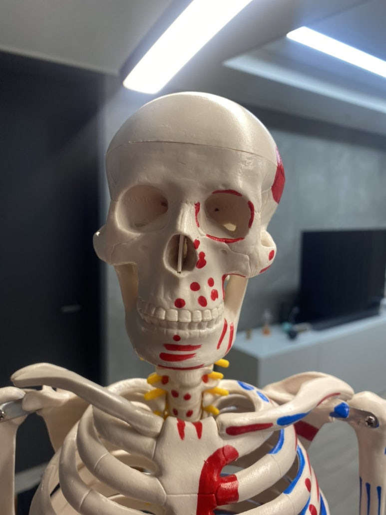 카르빈(CARBYNE) 카르빈스포츠 해골모형 인체모형 전신 골격 85cm