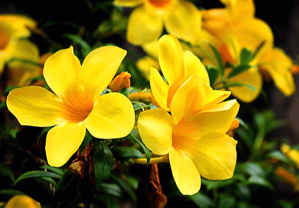 대낮에 노란 꽃들이 활짝 피어있다. 5장의 꽃잎을 가진 예쁜 꽃이다.