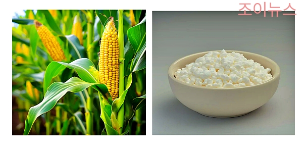 옥수수 전분