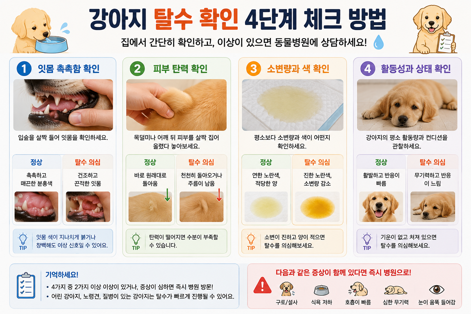 강아지 탈수 확인 방법을 4단계 정리 이미지