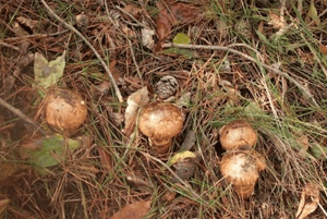 송이버섯 효능09