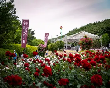 울산대공원 장미축제_25