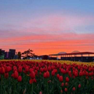 태안 세계 튤립 꽃 박람회